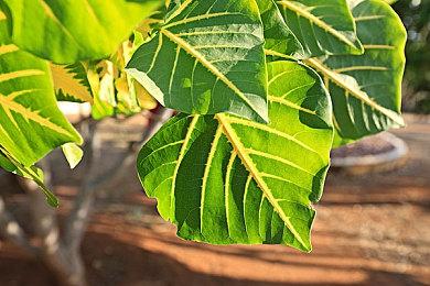 《英雄传说 创之轨迹》最新中文宣传影片 NS和PC同步推出